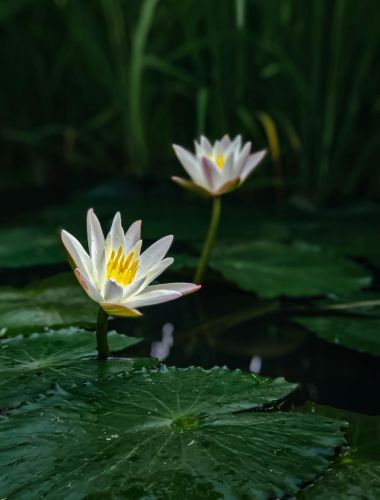 Lotus