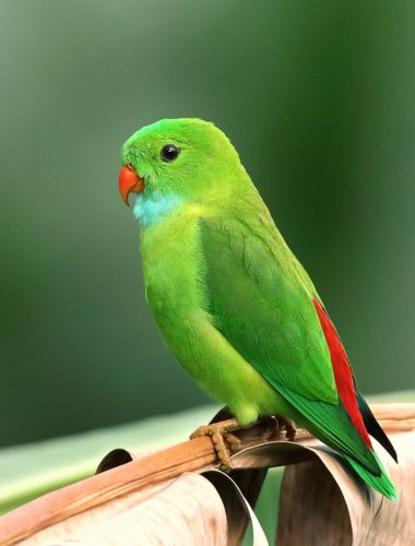 Parrot