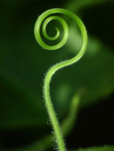 nature line